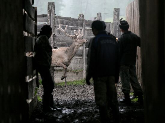 Red deer farm in Republic of Altai