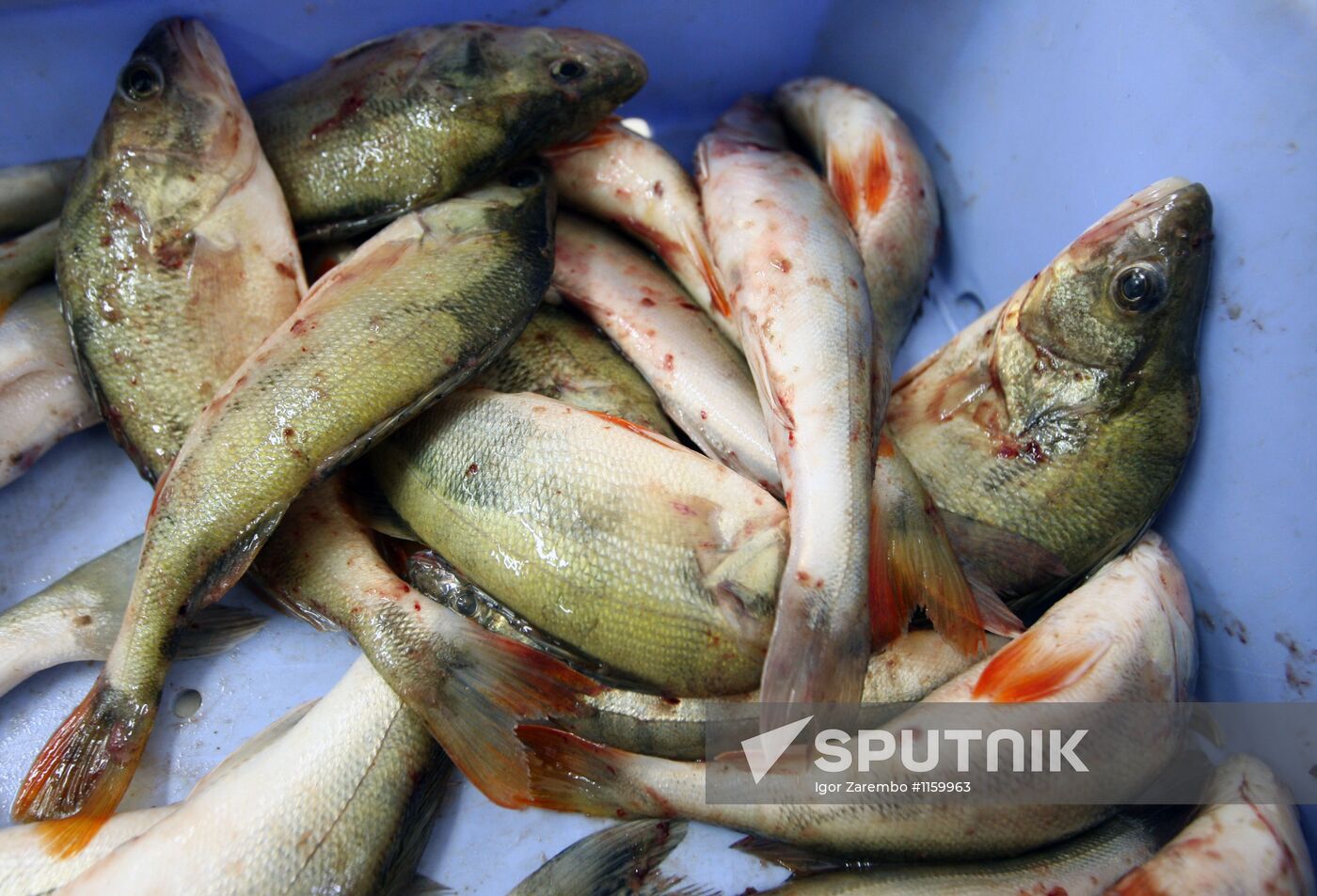 Selling fish at Zakharievsky Market in Kaliningrad