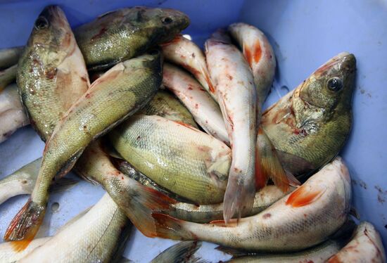 Selling fish at Zakharievsky Market in Kaliningrad