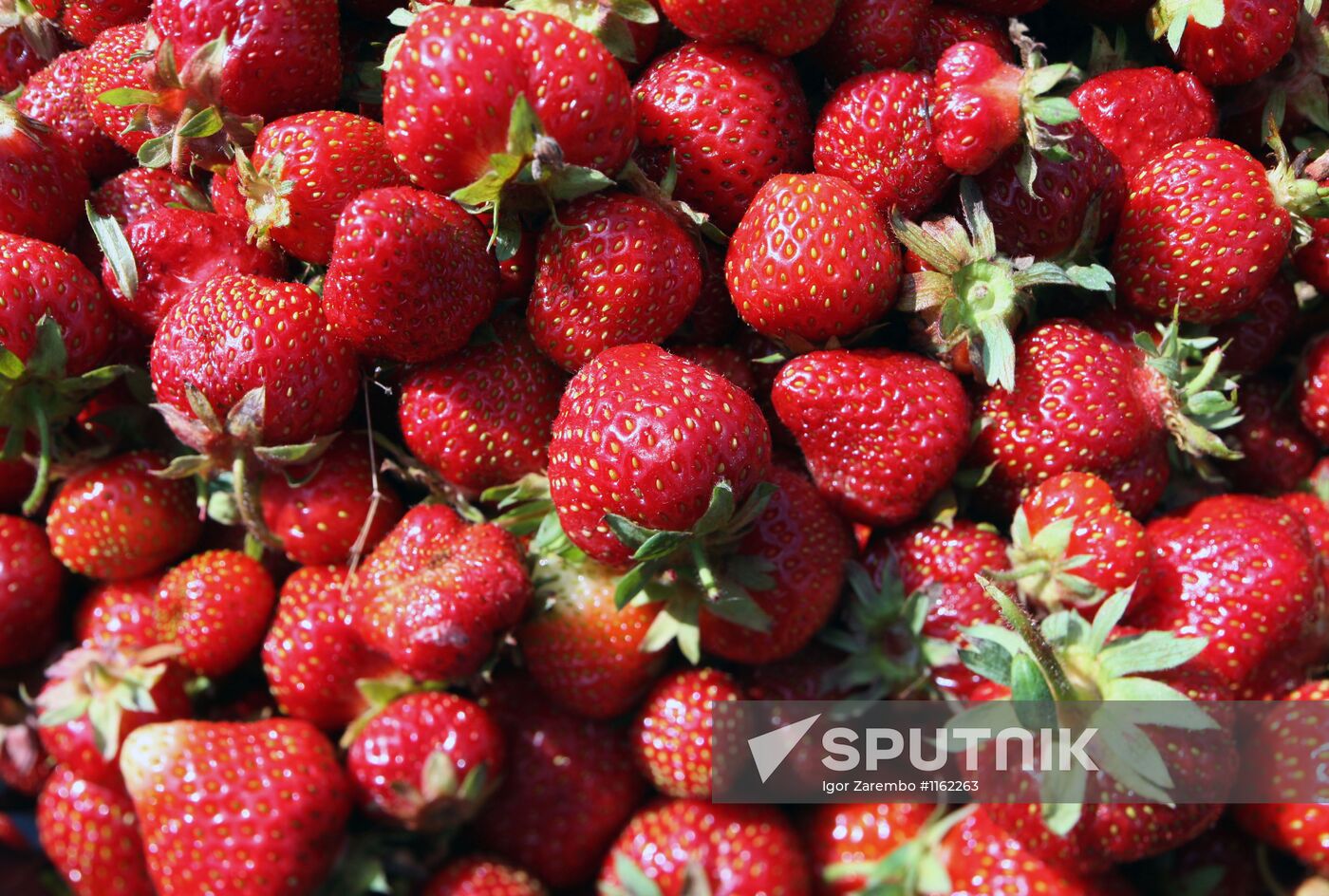 Picking strawberries in Kaliningrad region