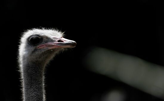 Kaliningrad Zoo