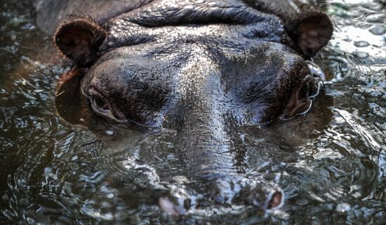 Kaliningrad Zoo