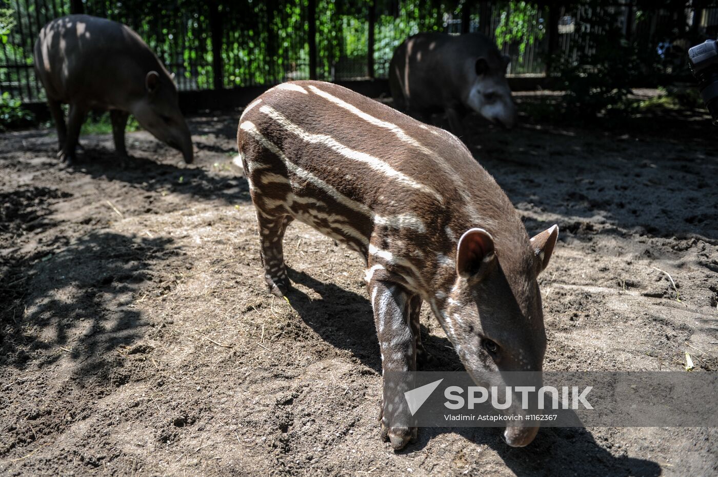 Kaliningrad Zoo