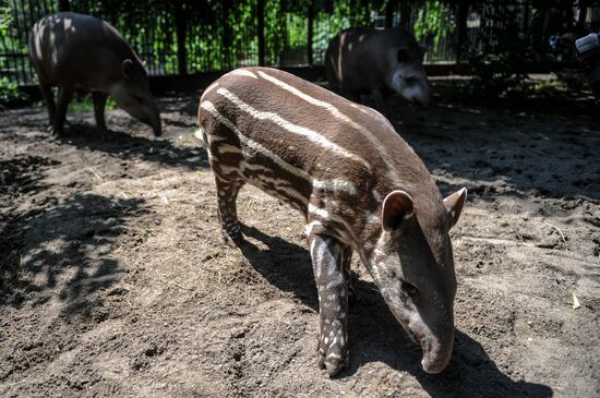 Kaliningrad Zoo