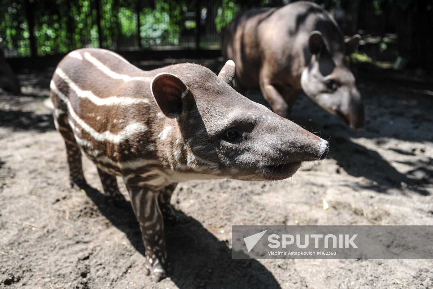 Kaliningrad Zoo