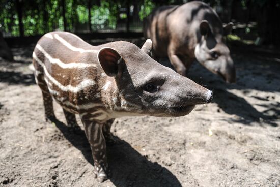 Kaliningrad Zoo