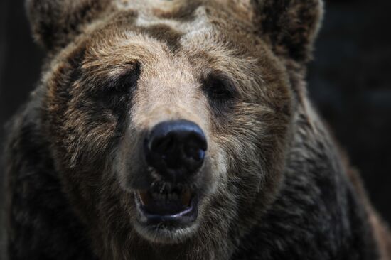 Kaliningrad Zoo
