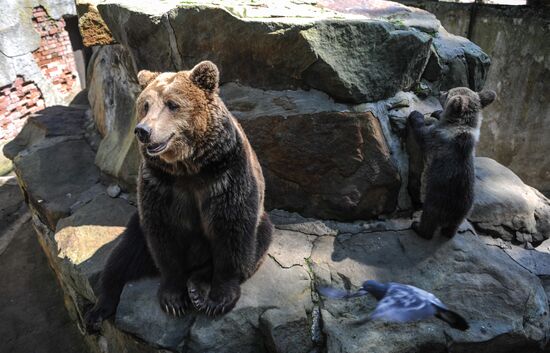 Kaliningrad Zoo