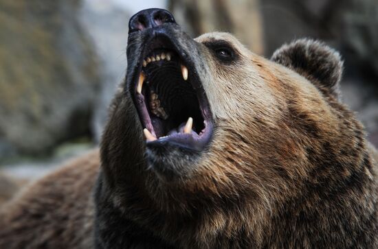 Kaliningrad Zoo
