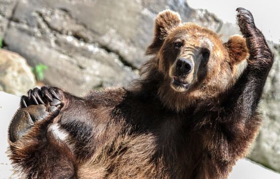 Kaliningrad Zoo