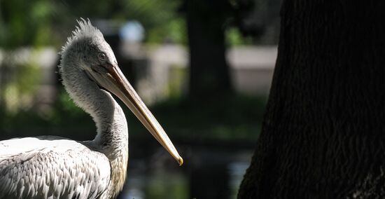 Kaliningrad Zoo