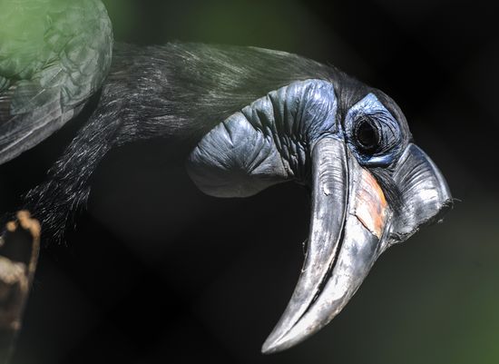 Kaliningrad Zoo