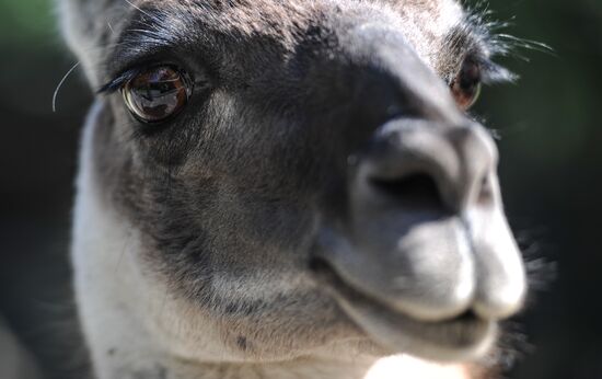 Kaliningrad Zoo