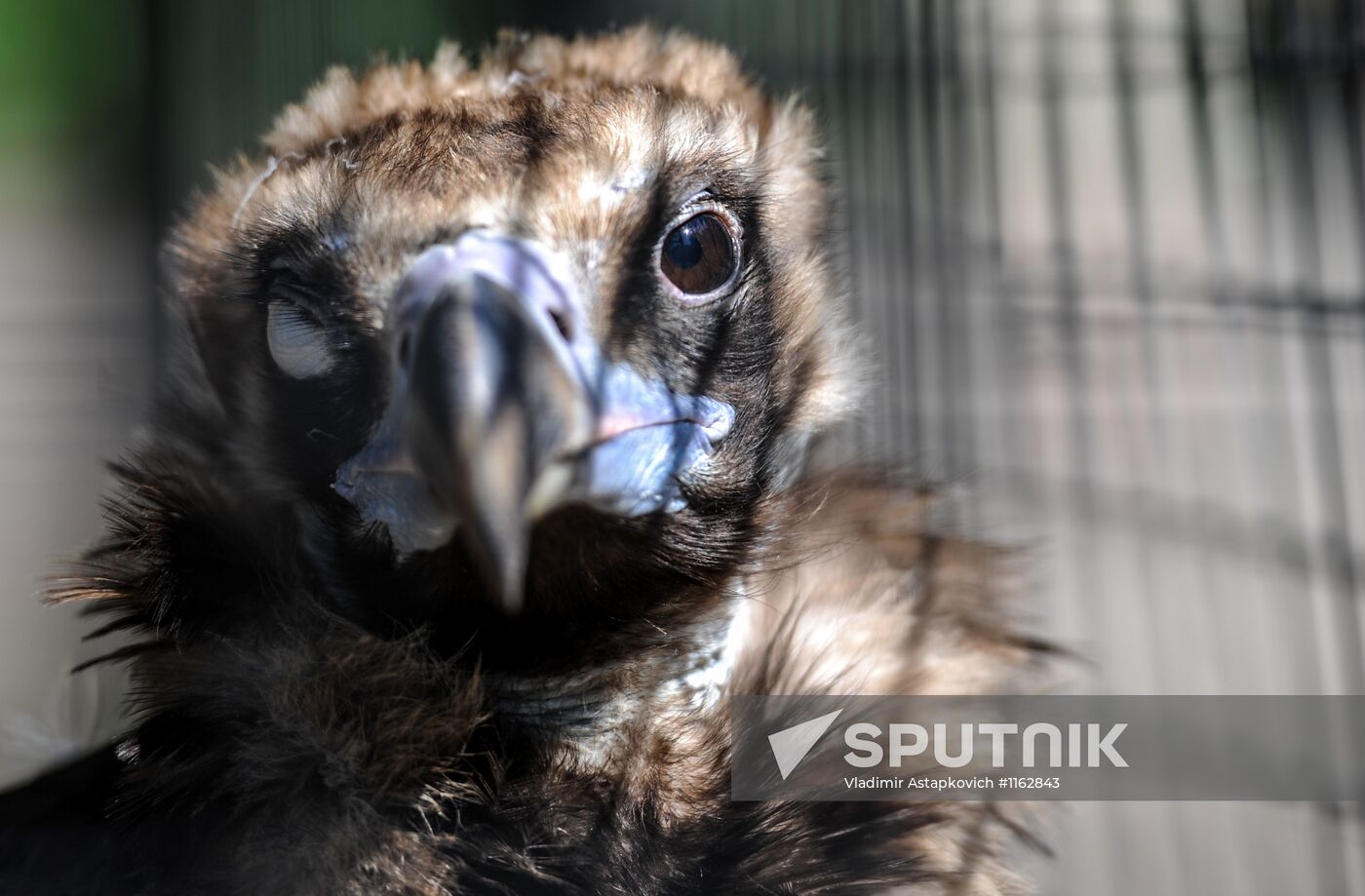 Kaliningrad Zoo