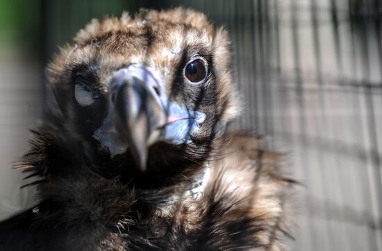 Kaliningrad Zoo