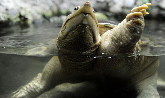 Kaliningrad Zoo
