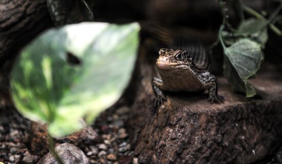 Kaliningrad Zoo