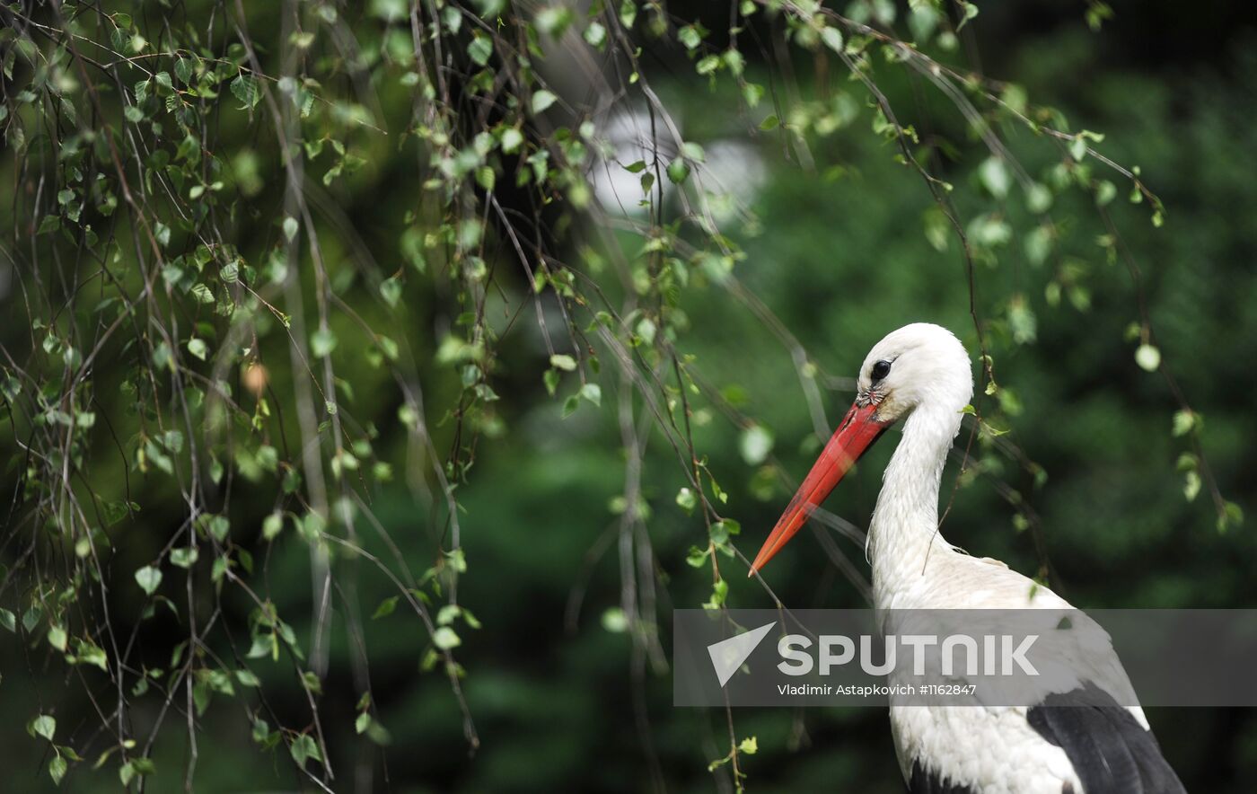 Kaliningrad Zoo