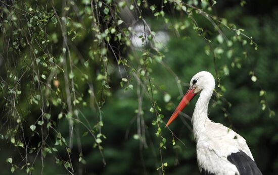 Kaliningrad Zoo