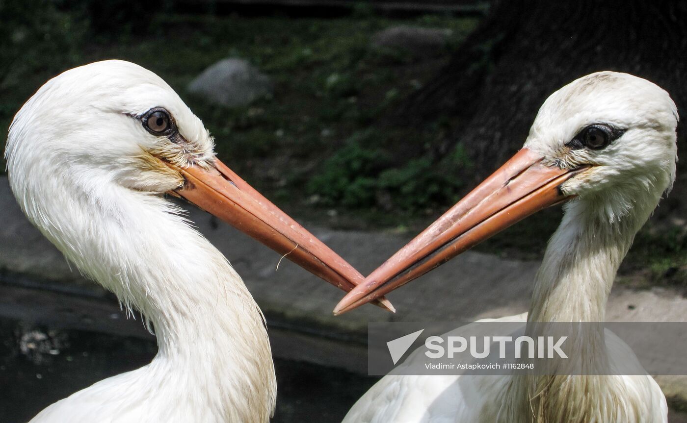 Kaliningrad zoo