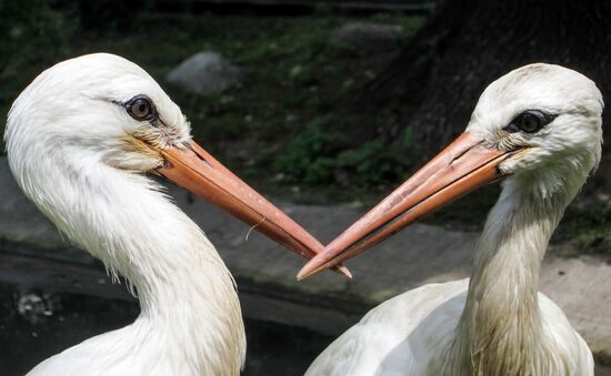 Kaliningrad zoo