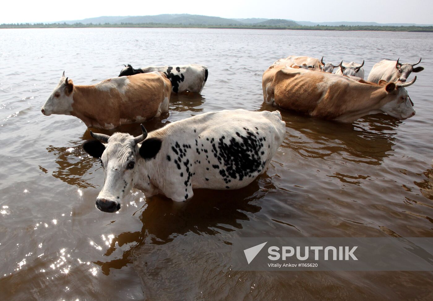 Cows stand in Zeya River on hot day