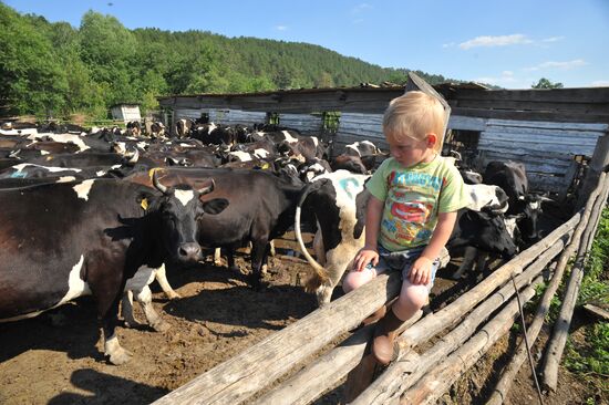 Work of Tashkinovo dairy farm