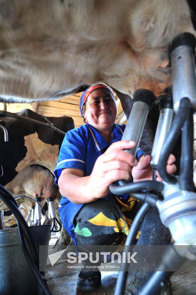 Work of Tashkinovo dairy farm