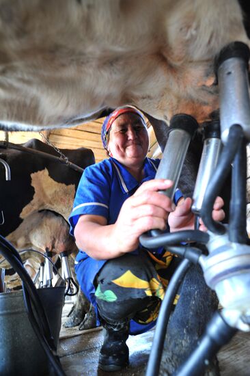 Work of Tashkinovo dairy farm