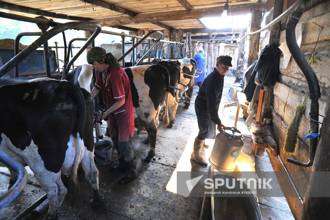 Work of Tashkinovo dairy farm