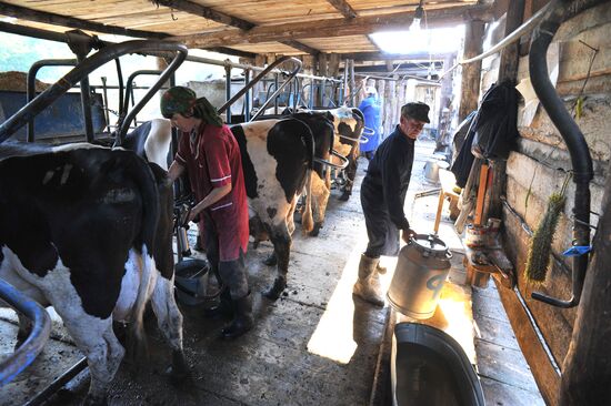 Work of Tashkinovo dairy farm