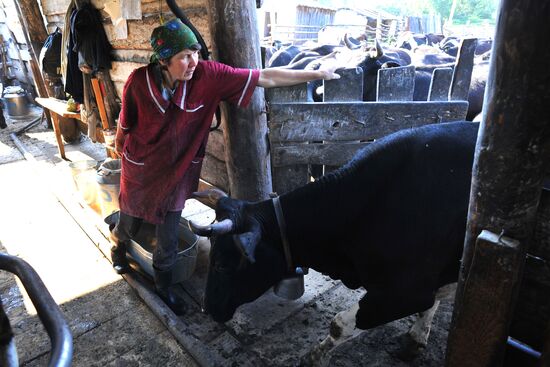 Work of Tashkinovo dairy farm