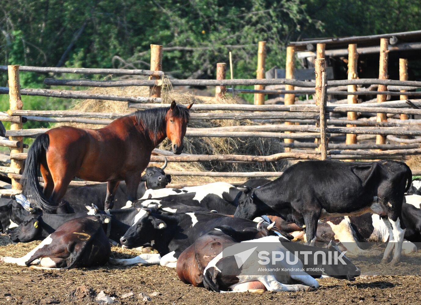 Work of Tashkinovo dairy farm