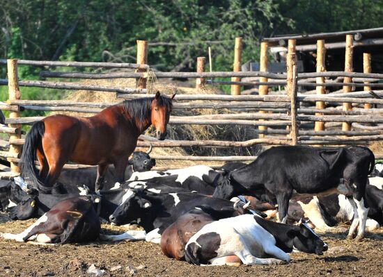 Work of Tashkinovo dairy farm