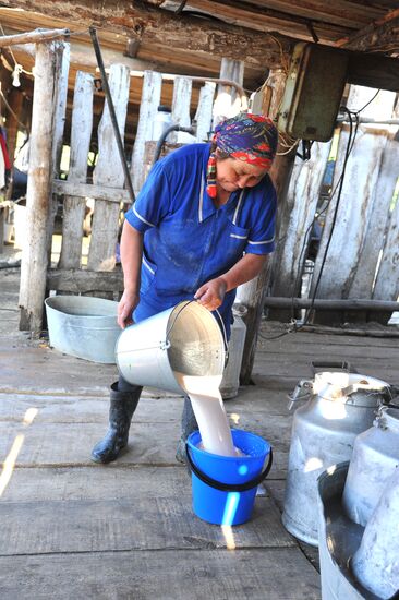 Tashkinovo dairy farm