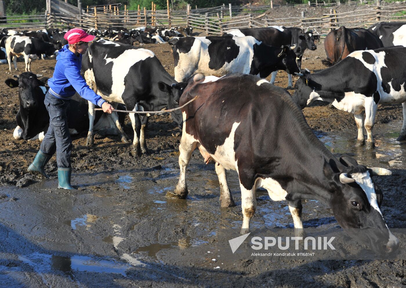 Work of Tashkinovo dairy farm