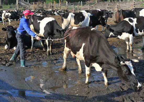 Work of Tashkinovo dairy farm