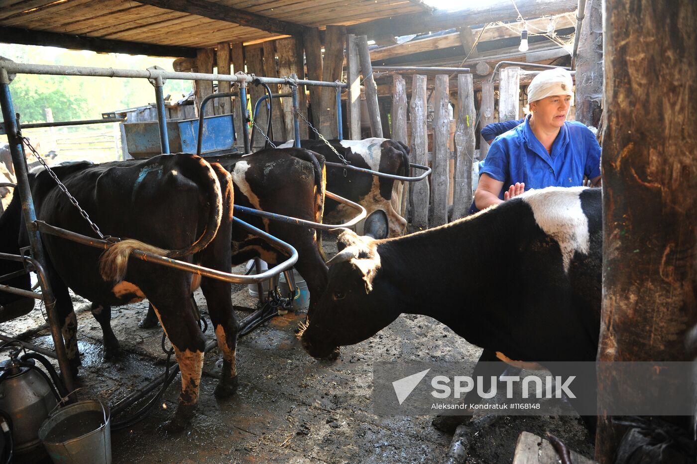 Work of Tashkinovo dairy farm