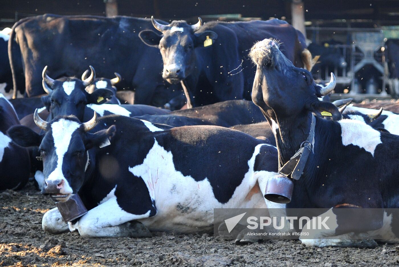 Work of Tashkinovo dairy farm