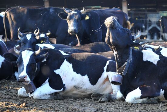 Work of Tashkinovo dairy farm