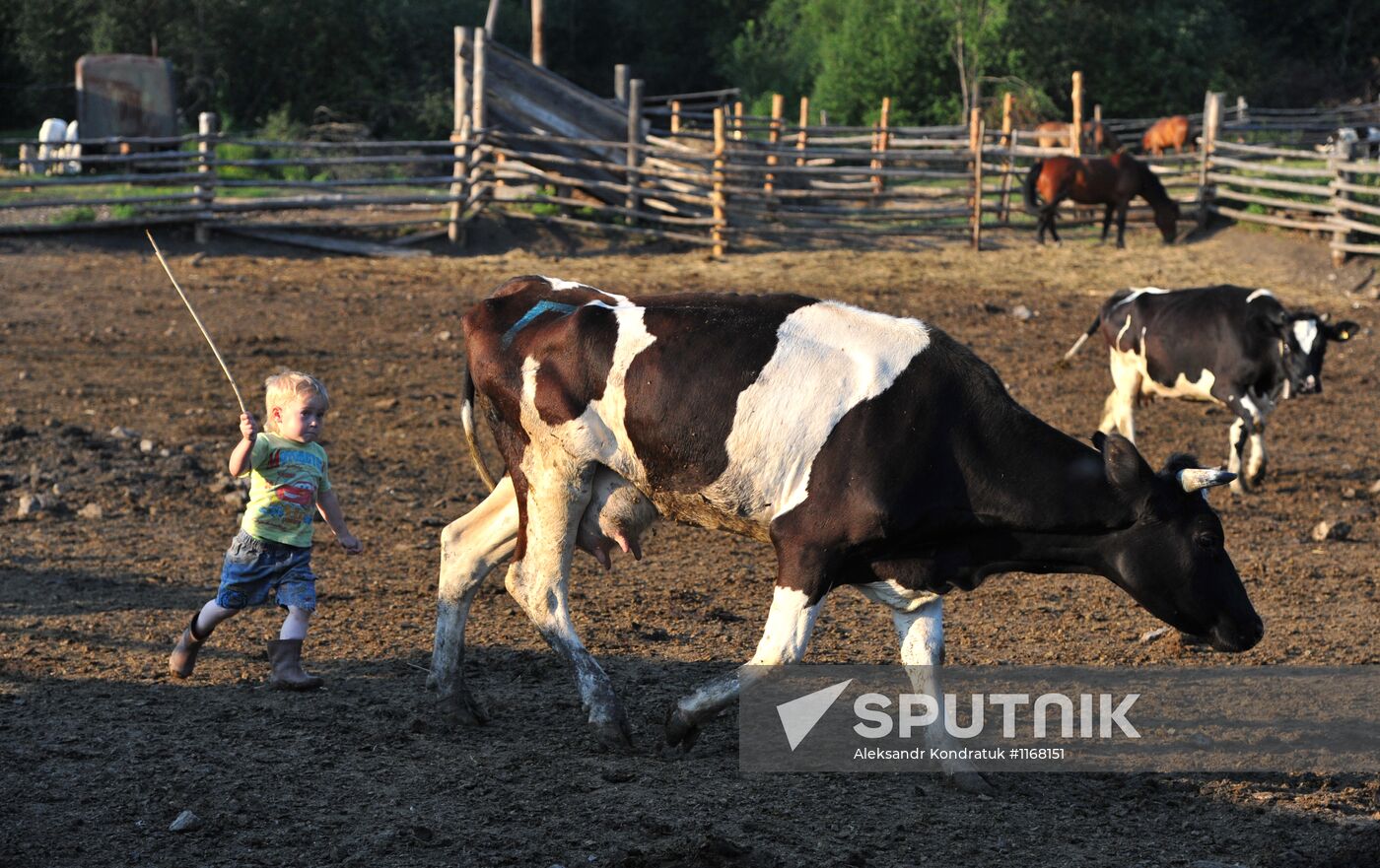 Work of Tashkinovo dairy farm