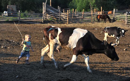 Work of Tashkinovo dairy farm