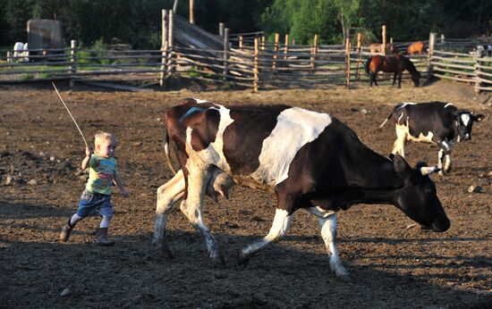 Work of Tashkinovo dairy farm