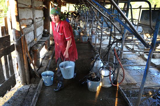 Work of Tashkinovo dairy farm