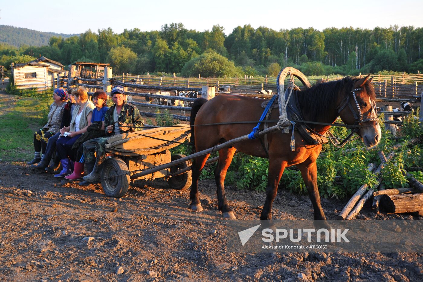 Work of Tashkinovo dairy farm