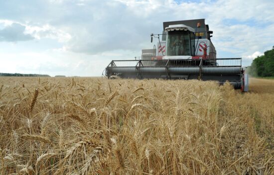 Harvesting grain in Rostov region