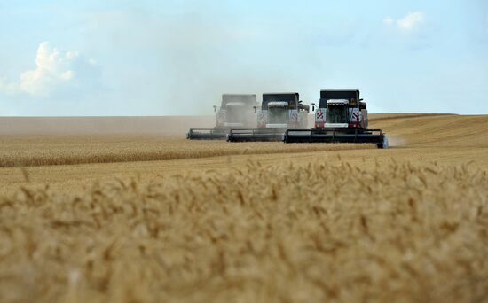 Harvesting grain in Rostov region