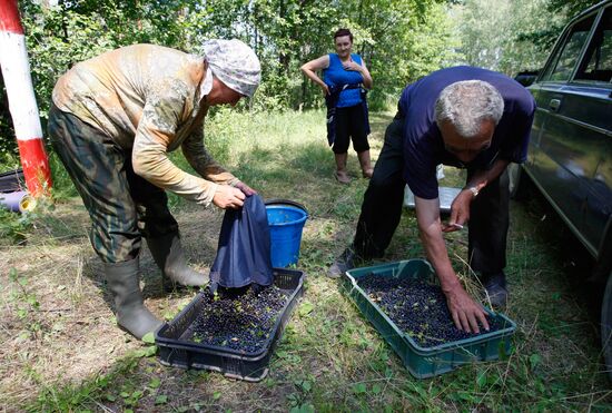 Collection of blueberries in woods of the Brest region