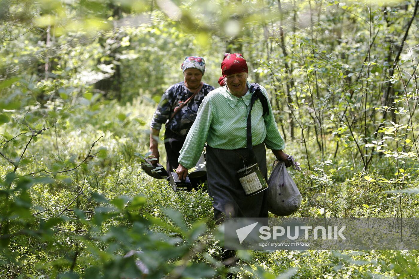 Collection of blueberries in woods of the Brest region