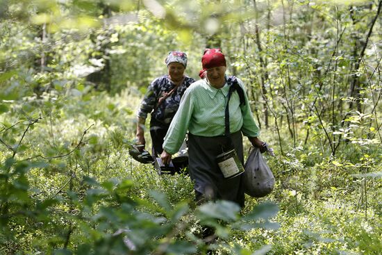 Collection of blueberries in woods of the Brest region